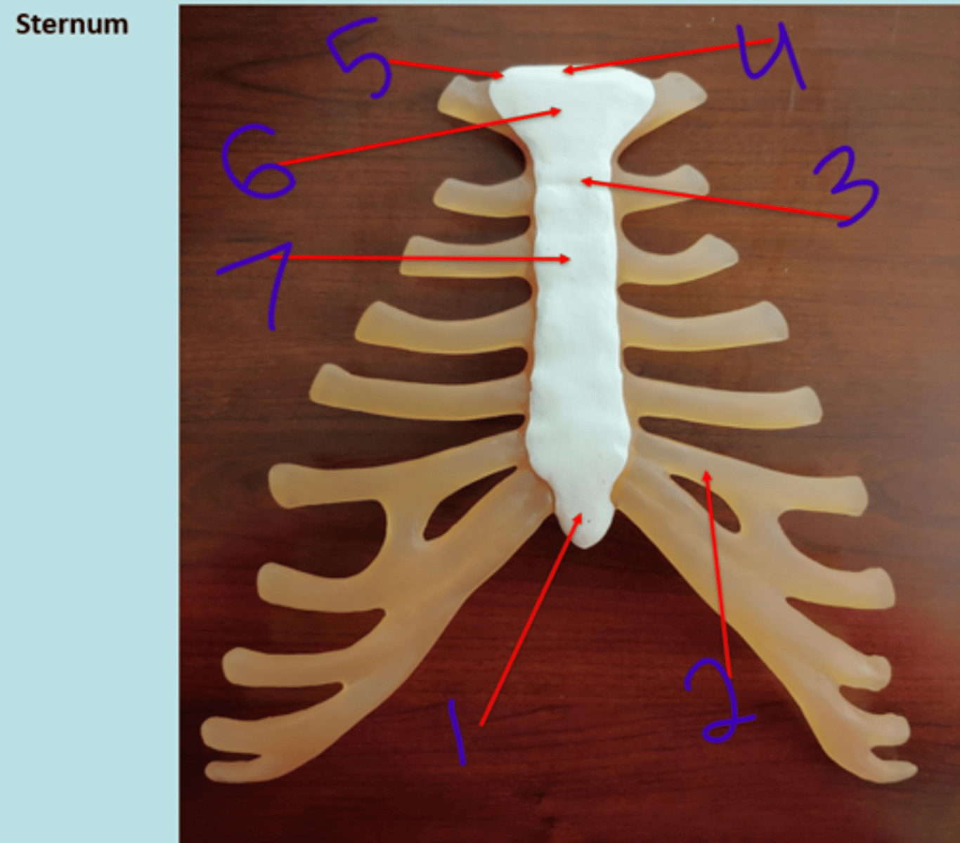 <p>Sternum - #1</p>