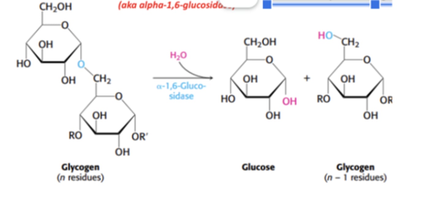 <p>alpha-1,6-glucosidase; alpha-1,6 glycosidic bond; hydrolytic (uses h2o)</p>