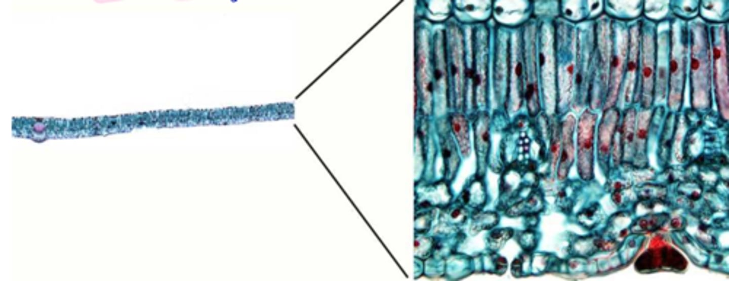 <p>mesophyll definition</p>