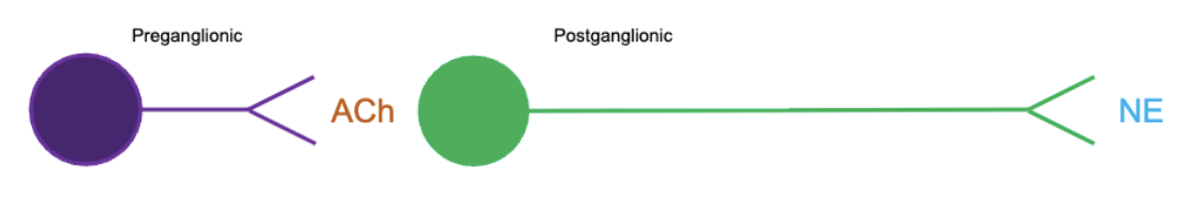<p>close to spinal cord</p><p>short preganglionic neuron that secretes acetylcholine (ACh) &amp; long postganglionic neuron that secretes norepinephrine (NE)</p>
