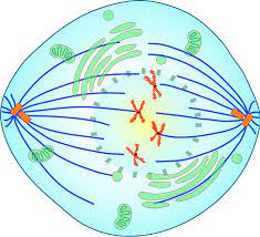 <p>Stage in mitosis where nuclear envelope breaks down, allowing spindle fibers to attach to chromosomes. Chromosomes become highly condensed and start moving towards the center of the cell.</p>