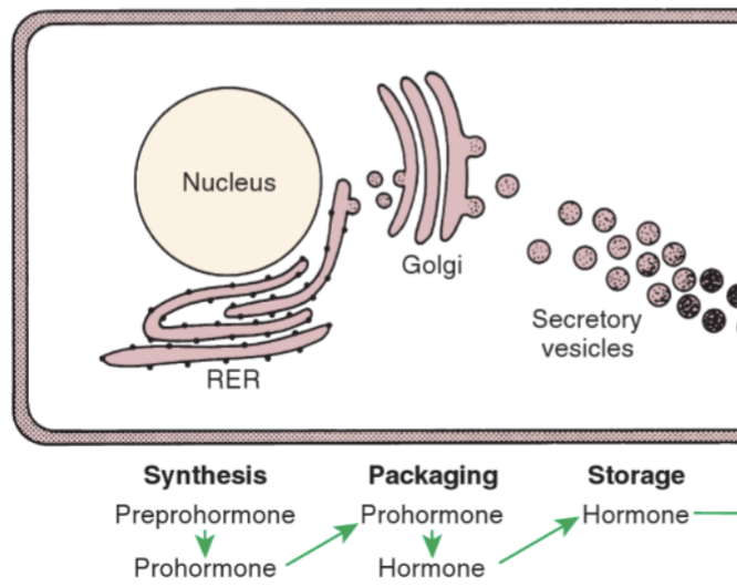<p>Preprohormone - synthesis in RER, contains extra amino acid segments (signal peptide)</p><p>Prohormone - after signal peptide is removed, transferred to golgi apparatus</p><p>Active hormone - final process occuring in secretory vesicles </p>