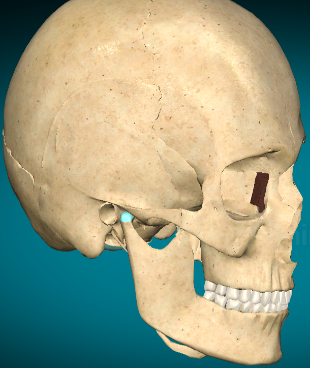 <p>Lacrimal bone</p>
