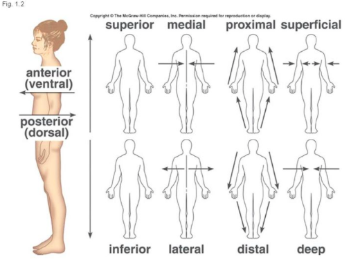 <p>Directional Terms</p>