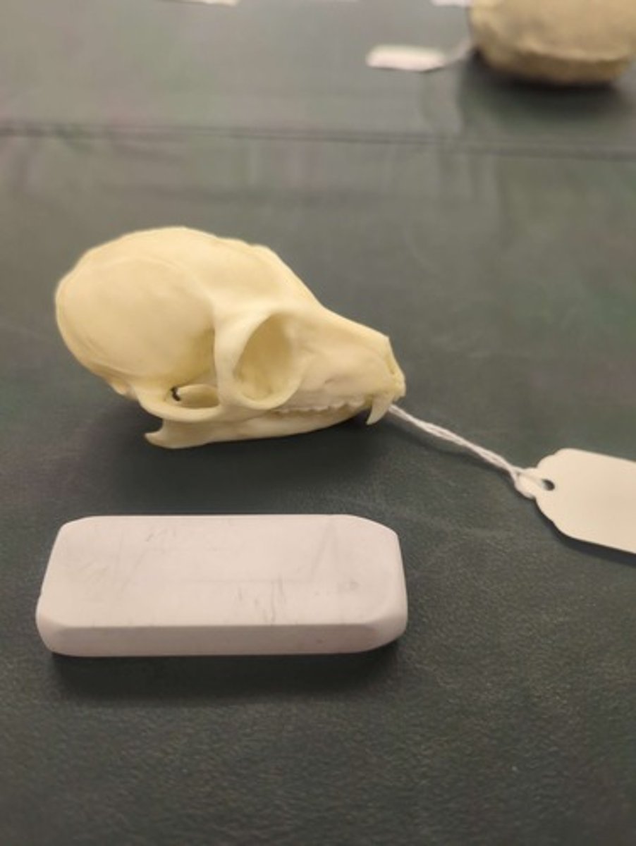 <p>What animal is this? Answer with "Skull" after animal name.</p>