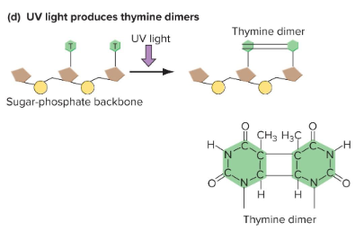 <p>Produces thymine dimers<br>Within-strand C-bonds formed. Introduces kink in double helix, prevents replication by DNA polymerase.</p>