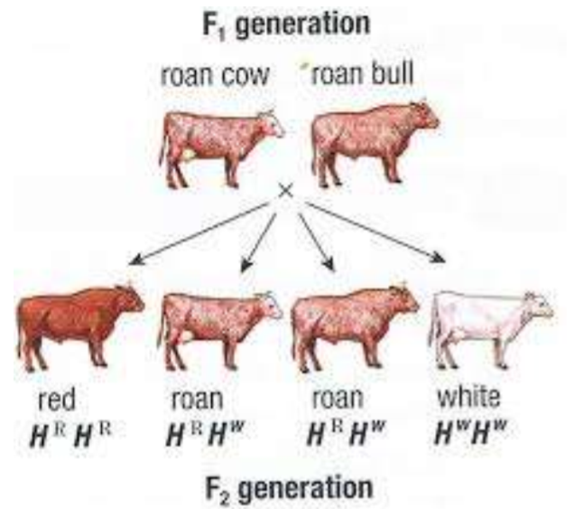 <p>Both alleles are dominant; heterozygotes show both distinct alleles in phenotype</p>