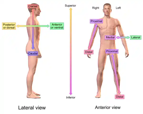 <p><span>towards the body’s mass; e.g, the shoulder is proximal to the elbow</span></p>