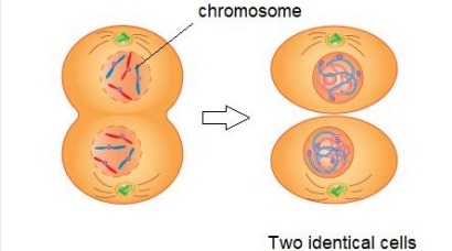 <p>Chromosomes arrange themselves at the poles Spindle fibre disappears Cytoplasm divides (cytokinesis) into two daughter cells Nuclear membrane forms around each group of chromosomes at each pole and a nucleolus forms</p>