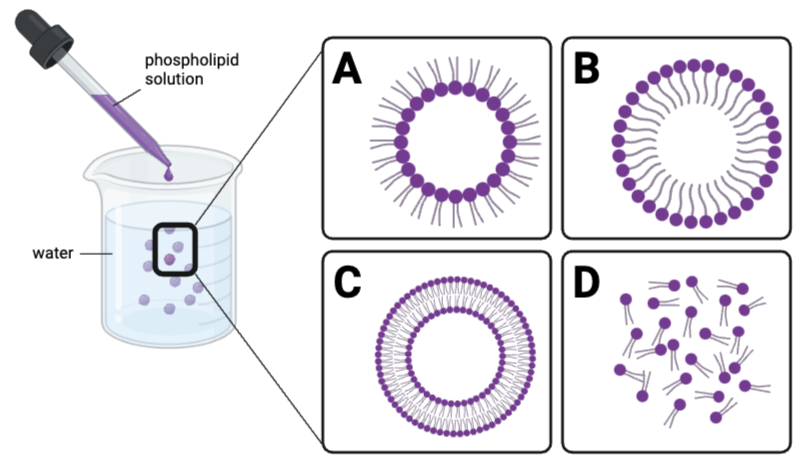 <p>Which claims are accurate?&nbsp; Select <strong>all</strong> that apply.</p><ul><li><p><span>a. The phosphate region of a phospholipid has high affinity to water molecules and to the phosphate regions of other phospholipids.&nbsp;</span></p><p></p></li><li><p><span>b. The fatty acid region of a phospholipid is repelled by water molecules and by the phosphate regions of other phospholipids.&nbsp;</span></p><p></p></li><li><p><span>c. Both the phosphate region and the fatty acid region have high affinity to water molecules and to other phospholipids.</span></p><p></p></li><li><p><span>d. Both the phosphate region and the fatty acid region are repelled by water molecules and by other phospholipids.</span></p><p></p></li><li><p><span>e. The affinity between the phosphate regions of phospholipids is greater than the affinity between the fatty acid regions of phospholipids.&nbsp;</span></p><p></p></li><li><p><span>f. The affinity between fatty acid regions of phospholipids exceeds the affinity between the phosphate regions of phospholipids.</span></p></li></ul><p></p>