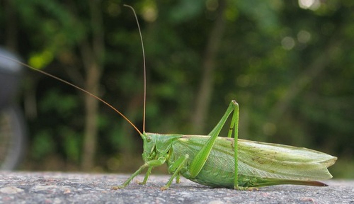 <p>Long-horned grasshoppers</p>