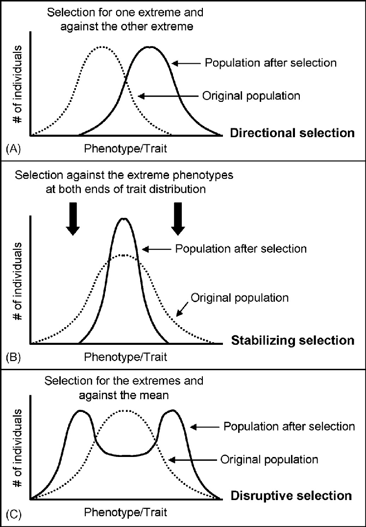 <p>Directional- conditions favor individuals exhibiting one extreme of a phenotypic range which shifts a population frequency curve for the phenotypic character in a specific direction</p><p>Disruptive- conditions favor individuals with both extremes of a phenotypic range over individuals with inheritable phenotypes</p><p>Stabilizing- acts against both extreme phenotypes and favors the intermediate variants which reduces variation and maintains the status quo for a particular phenotype character</p>