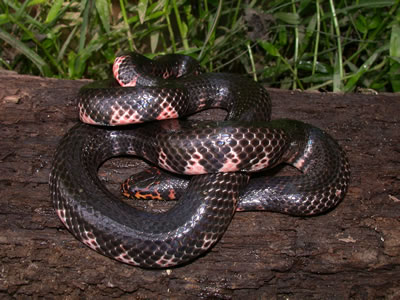 <p><span>A large (up to 81 in – 207 cm), non-venomous, highly-aquatic snake that is seldom seen because of its secretive habits. Adults are fairly heavy-bodied and are glossy black on the back. The belly has a red (or pink)-and-black checkerboard pattern and the red often extends up the sides of the body. They have small, dark eyes and often have some yellow coloration on the head. The scales are smooth and shiny and the anal plate is divided. Many of these snakes from the Savannah River Site have double anal plates. These snakes have a spine-like scale at the tip of their tail, and thus are sometimes known as “horn snakes.” Males are smaller than females but have relatively longer and thicker tails. Young resemble adults but their red coloration extends farther up the sides, at times giving them a banded appearance. They completely lacking red pigment (anerythristic) are encountered fairly frequently in the Southeast.</span></p>