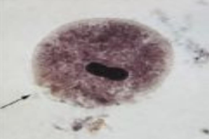 <p>What is the name of this organism?</p>