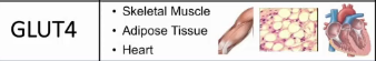 <ul><li><p>in high lvls in the muscle, adipocytes, and heart</p></li></ul><ul><li><p>Km: 5mM</p></li></ul><p></p>