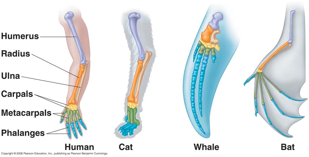 <p>They have similar fundamental layout and constructions but many have different purposes.  Thus this shows that they have a common ancestor. </p>