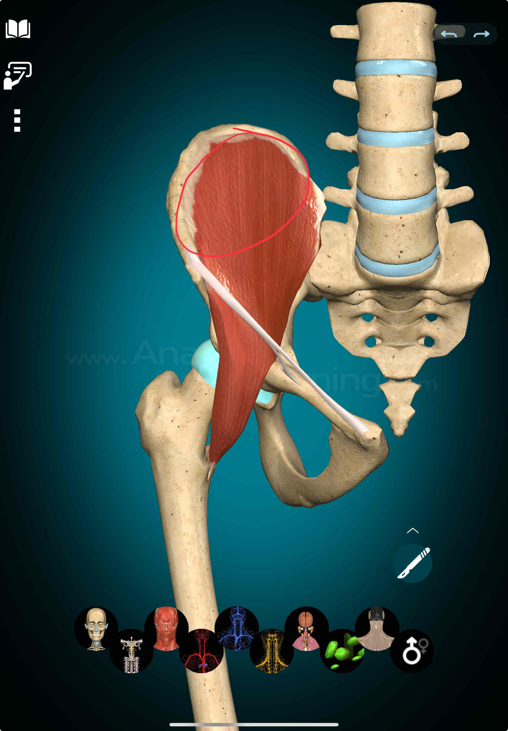 <p>Iliacus Origin</p>