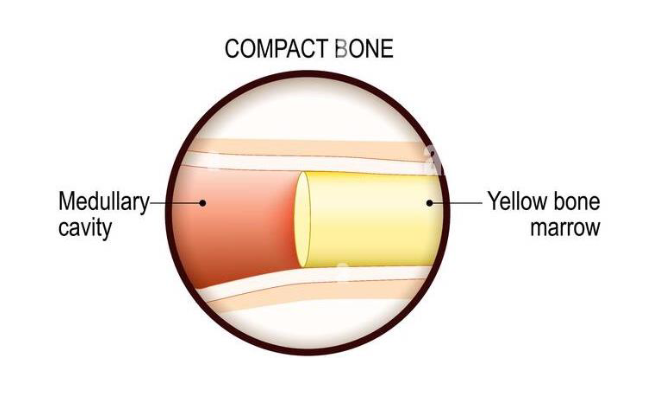 <p>Yellow bone Marrow</p>