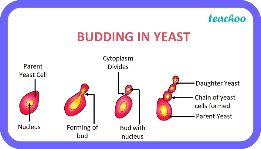 <p>Hydra and Yeast</p>