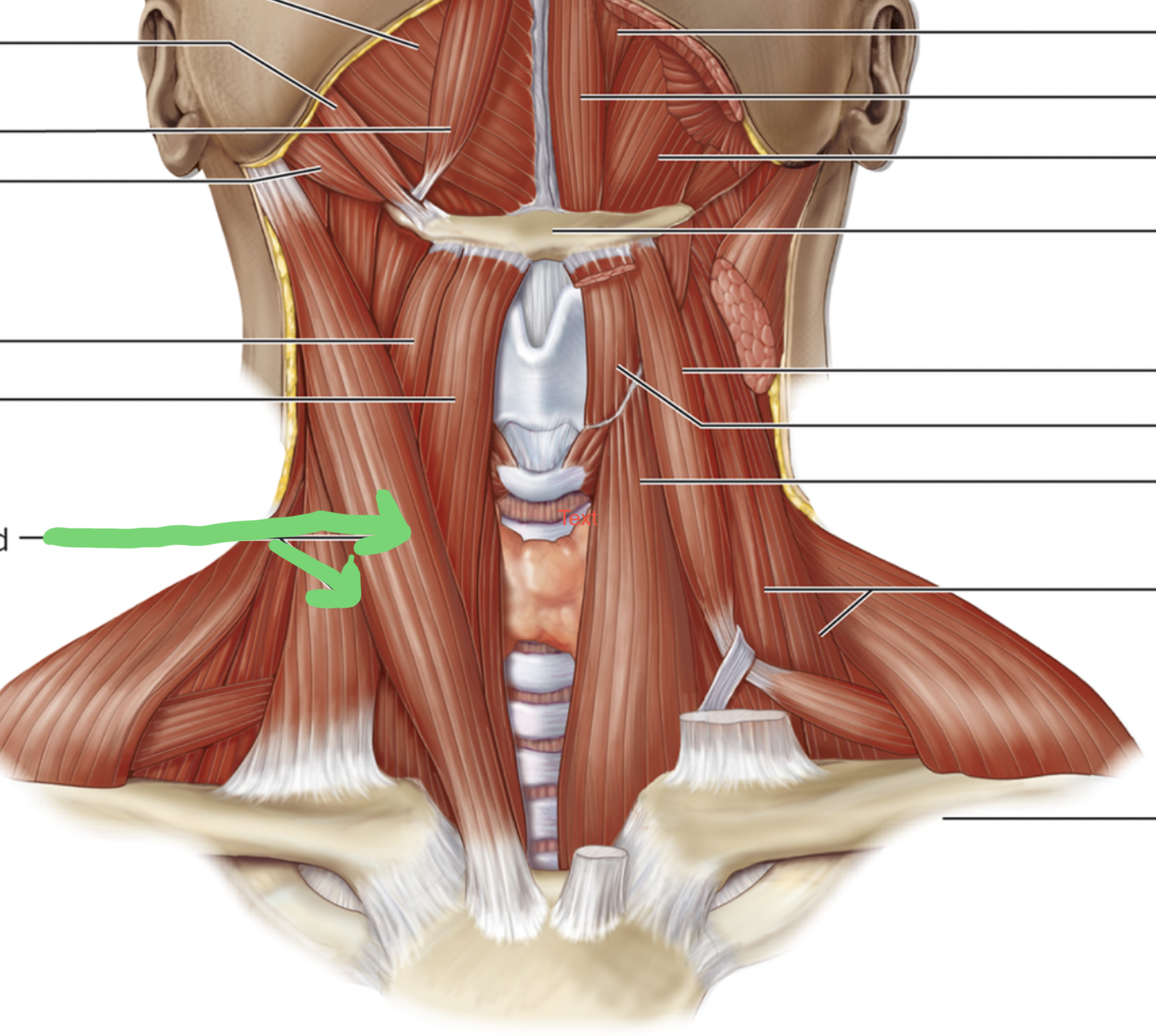 term image