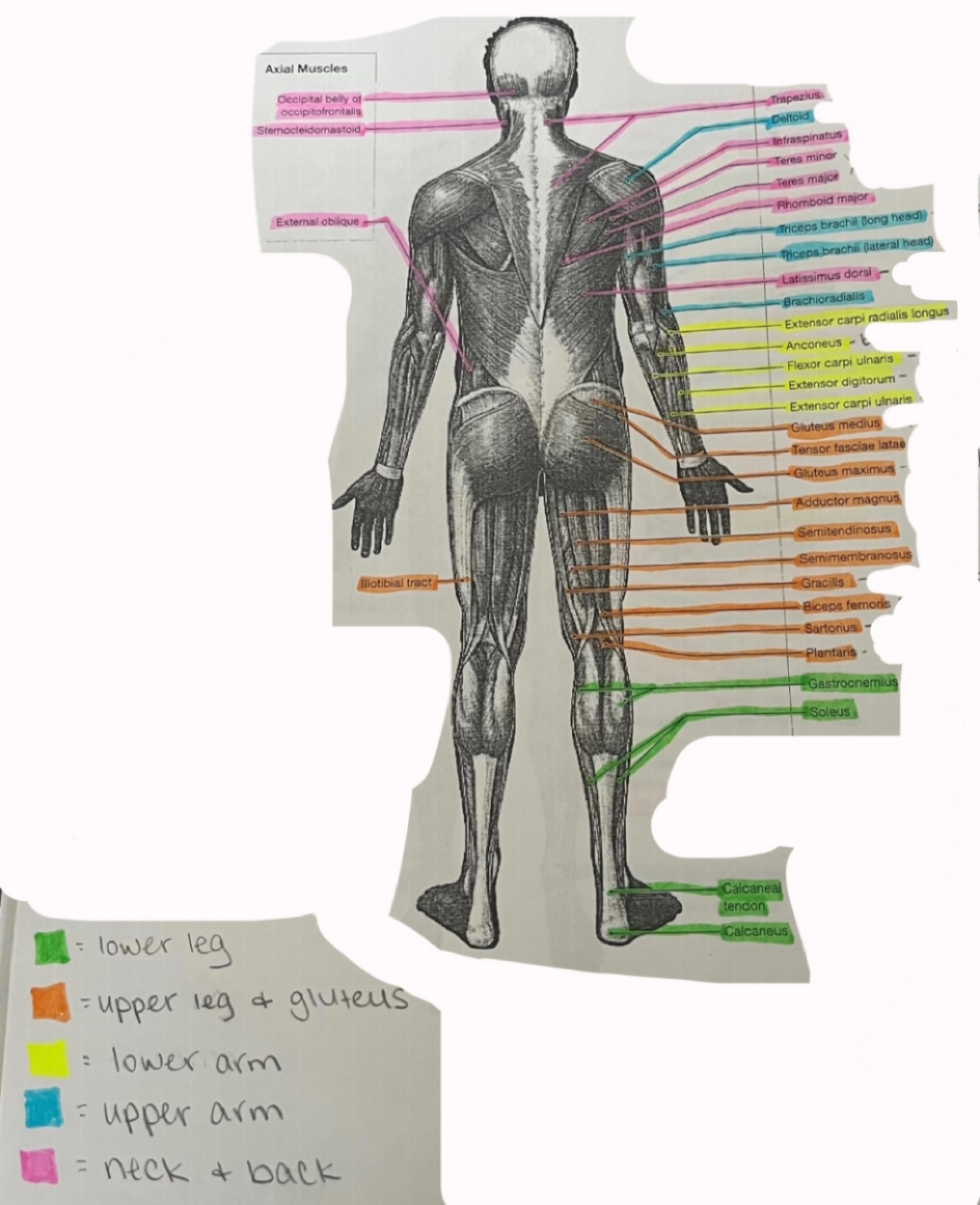 <p>Rhomboid major</p>