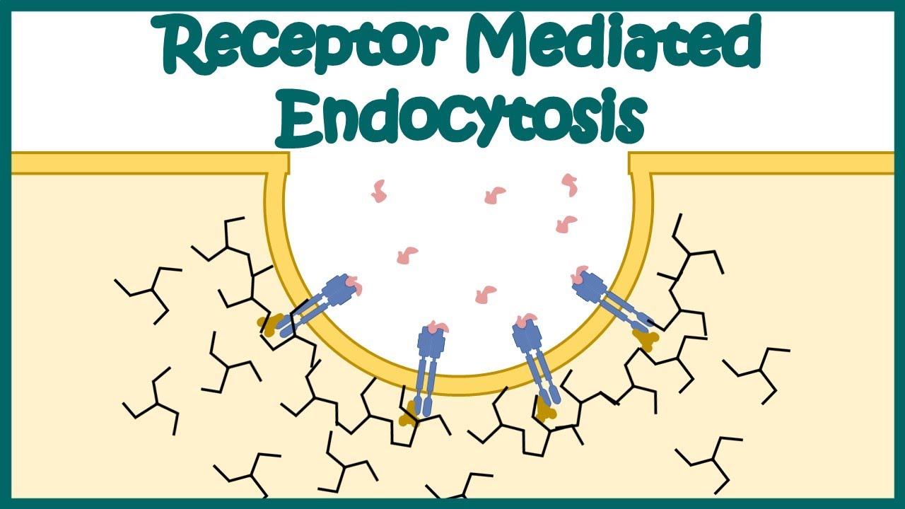 <p>specialized types of pinocytosis that acquires bulk quantiles of specific substances</p><ul><li><p>receptor proteins bind to molecules, causing protein to change shape </p></li></ul><p></p>