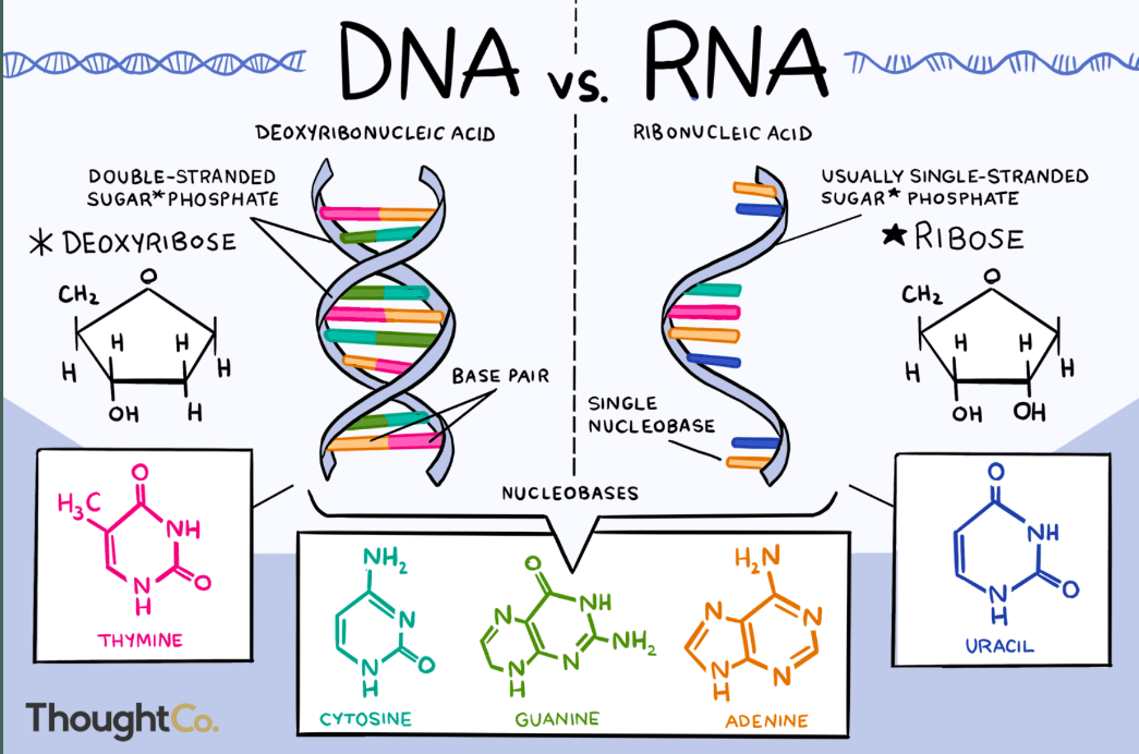 <p>DNA is a double-stranded molecule that has a long chain of nucleotides. RNA is a single-stranded molecule which has a shorter chain of nucleotides. DNA replicates on its own, it is self-replicating. RNA does not replicate on its own.</p>