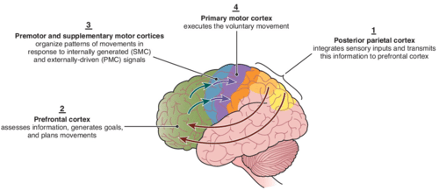 <p>prefrontal cortex</p>