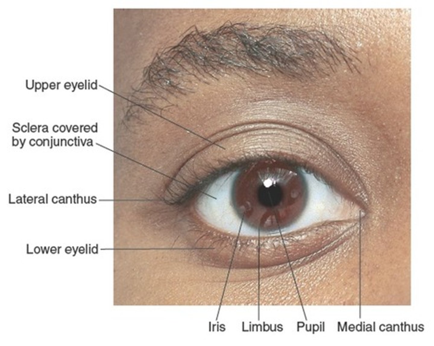 <p>Lids, conjunctiva, sclera, pupils, fundus.</p>