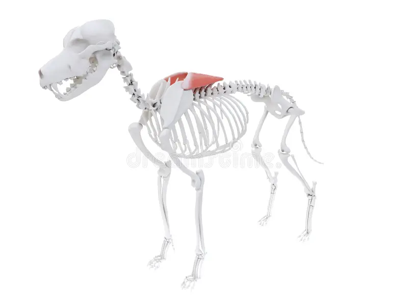 <p>abduct the leg by attaching the scapular spine to the dorsal spine</p>