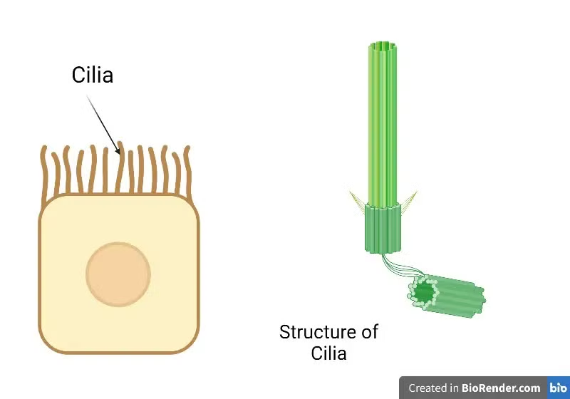 <p>cilia</p>
