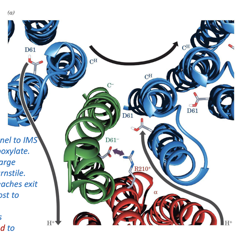 <ol><li><p>Protons enters from channel to IMS (right), binds to Asp carboxylate. </p></li><li><p>Protonated Asp (now charge<u> neutral)</u> move around turnstile. </p></li><li><p>When protonated Asp reaches exit channel (left) proton is lost to matrix. </p></li><li><p><u>Anionic Asp</u> side chain is<u> eleectrostatically attracted to cationic Arg</u> side chain. </p></li></ol><p></p>