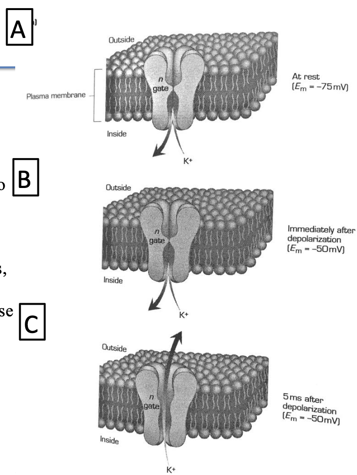 <ul><li><p>Closed at rest</p></li><li><p>Have <strong>n-gate</strong>, which opens slowly with depolarization</p></li><li><p><strong>Slower</strong> than Na+ m-gate → delayed K+ outflow</p></li><li><p>n-gate opens as Na+ h-gate closes</p></li><li><p>K+ efflux → <strong>repolarizes</strong> the cell</p></li><li><p>n-gate closes again after <strong>hyperpolarization</strong></p></li></ul><p></p>