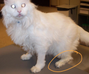 <ul><li><p><span style="background-color: transparent; color: red;"><strong><u>Type 2 - B cell exhaustion (not dead)</u></strong></span></p></li><li><p><span style="background-color: transparent;"><strong>Et:</strong> <strong><u>obesity</u></strong>, insulin resistance, chronic pancreatitis, amyloidosis (amylin accumulation - antagonizes insulin)</span></p></li><li><p><span style="background-color: transparent;"><strong>Sig:<u> 9-12y, neutered males, obesity</u></strong></span></p></li><li><p><span style="background-color: transparent;"><strong>Cs:</strong></span><span style="background-color: transparent; color: red;"> <u>PU/PD, polyphagia, weight loss</u>, peripheral neuropathy, plantigrade stance, ± hypokalemia </span></p></li><li><p><span style="background-color: transparent;"><strong>Dt:</strong> hyperglycemia + glucosuria (same as dogs)</span></p></li></ul><ul><li><p><span style="background-color: transparent;"><strong>Tx:</strong> SGLT2 inhibitors, </span><span style="background-color: transparent; color: purple;"><strong>Glargine insulin, ProZinc</strong></span><span style="background-color: transparent;"><strong>,</strong></span></p><ul><li><p><span style="background-color: transparent; color: red;"><strong><u>↑ protien ↓ carb diet “catkins” → canned food if no rx diet  : change slowly</u></strong></span></p><ul><li><p><span style="background-color: transparent;">Resolve signs, Prevent hypoglycemia, GOAL: <strong><u>Remission, treat obesity</u></strong></span></p></li><li><p><span style="background-color: transparent;"><strong>Goals:</strong> Nadir 80-150, Glucose differential >150</span></p></li></ul></li><li><p><strong><u>Recheck 5-7 days after ANY dose change</u></strong></p><ul><li><p><strong>increase dose by 0.5-1U</strong> at a time</p></li></ul></li></ul></li></ul><p></p>