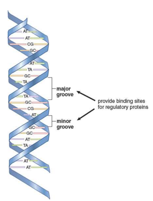 <p>right-handed double helix; makes a turn every 3.4 nm and contains about 10 bases within that span; Major and minor grooves can be identified between the interlocking strands and are often the site of protein binding</p>