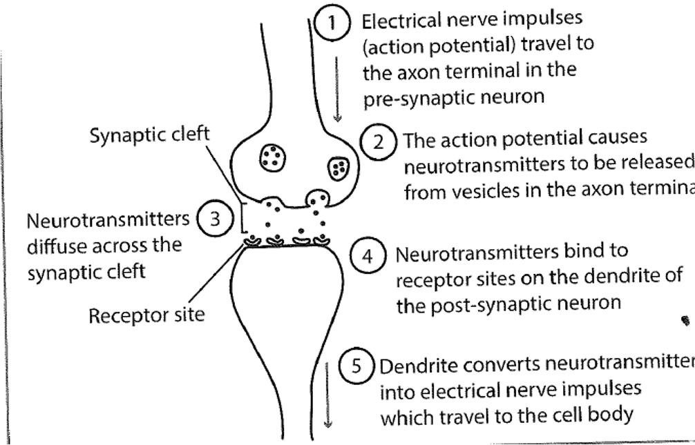 <ol><li><p><strong>electrical impulses travel to the axon</strong> terminal in the pre-synaptic neurons</p></li><li><p>the action potential causes <strong>neurotransmitters</strong> to be <strong>released from vesicles</strong> in the axon terminal</p></li><li><p>neurotransmitters <strong>diffuse</strong> across the synaptic cleft</p></li><li><p>neurotransmitters <strong>bind to receptor sites</strong> on the dendrites of the post-synaptic neuron</p></li><li><p>dendrites <strong>convert</strong> neurotransmitters<strong> into electrical nerve impulses</strong> which travel to the cell body</p></li></ol>