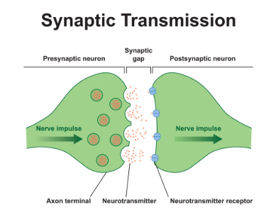 <p>Process by which neurons communicate</p><p>Sends chemical messages across gap</p>