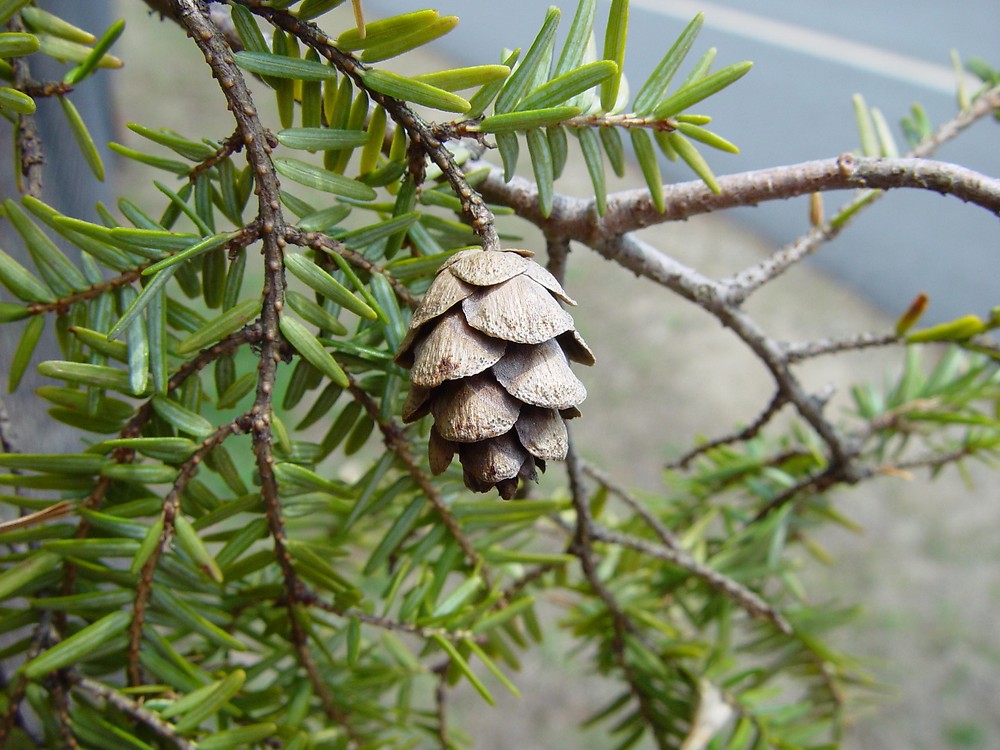 Canada Hemlock:

white lines on bottom of needles, small cones, bumpy twigs, flat needles
