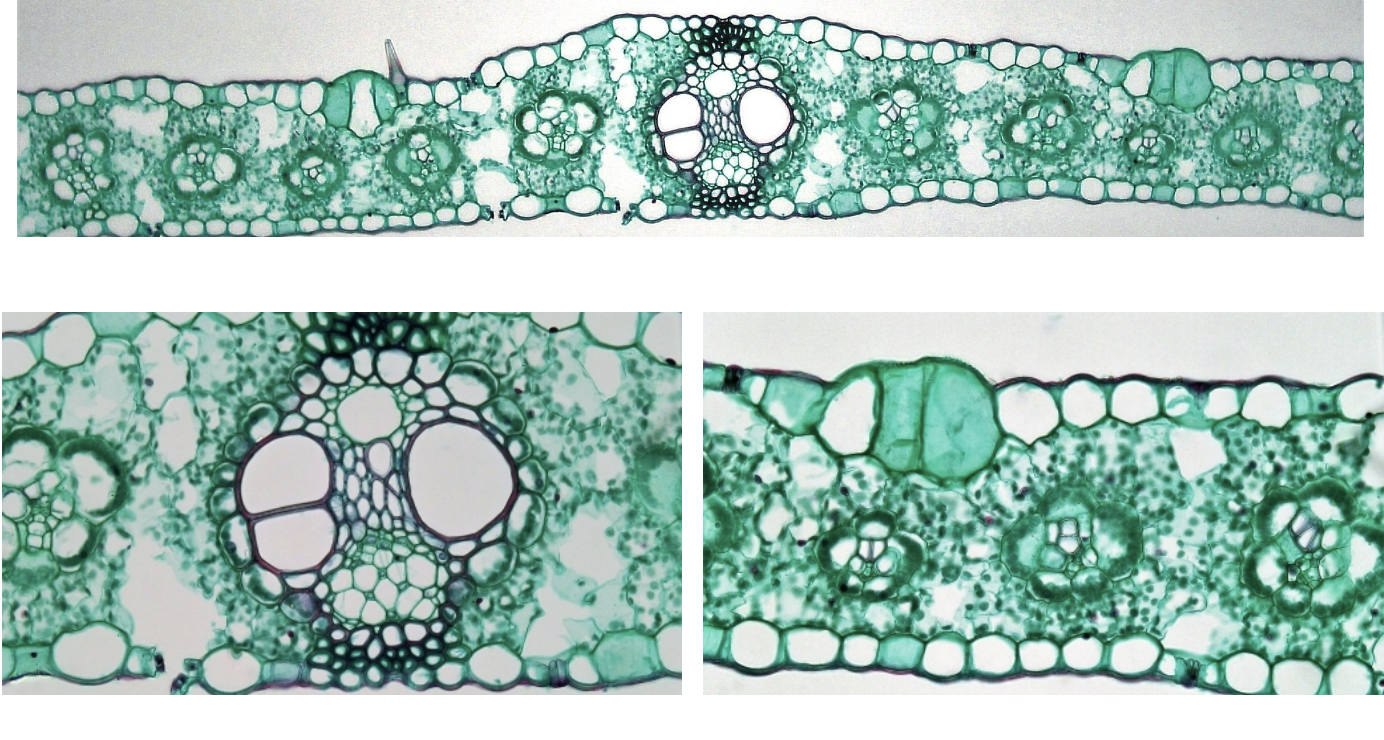 <p>Is this a root, stem, or leaf? Monocot or dicot?</p>