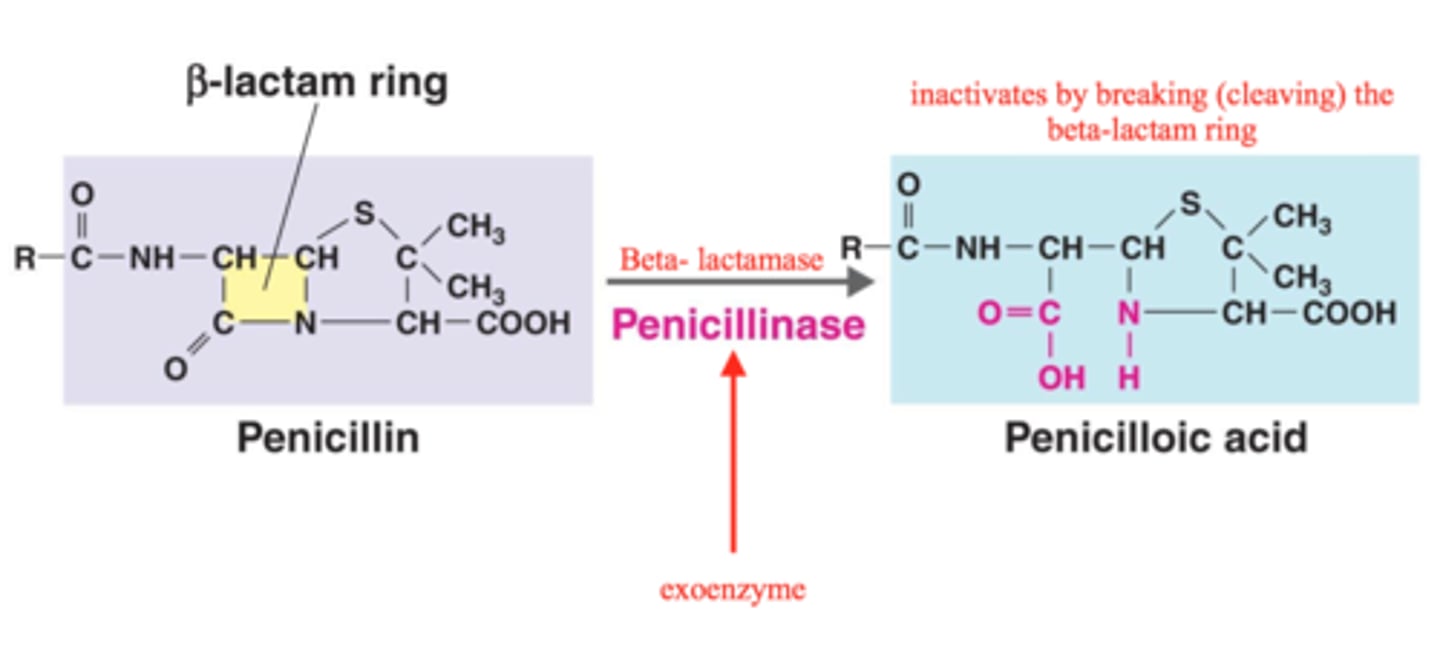 <p>Most common form of resistance to penicillins = breaking the beta-lactam ring</p>