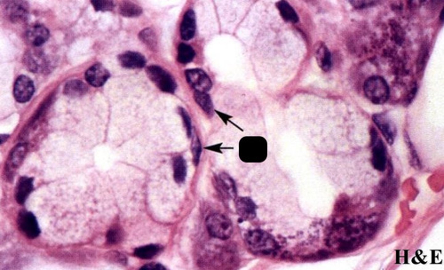 <p>myoepithelial cells in salivary glands</p>