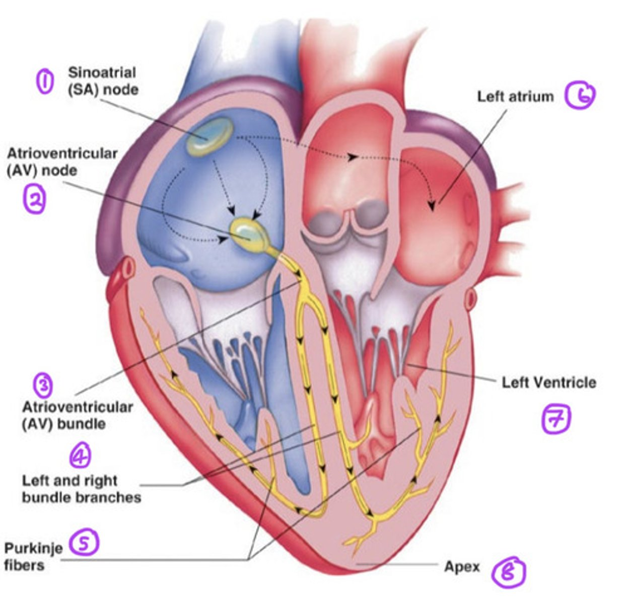knowt flashcard image