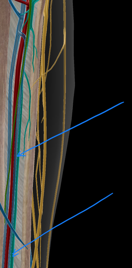 <p>terminal branch of the common fibular nerve. It descends in the anterior compartment of the leg with the anterior tibial artery</p><p></p><p>innervates: extensor digitorum longus, extensor hallucis longus, fibularis (peroneus) tertius, tibialis anterior, extensor hallucis brevis, extensor digitorum brevis </p>