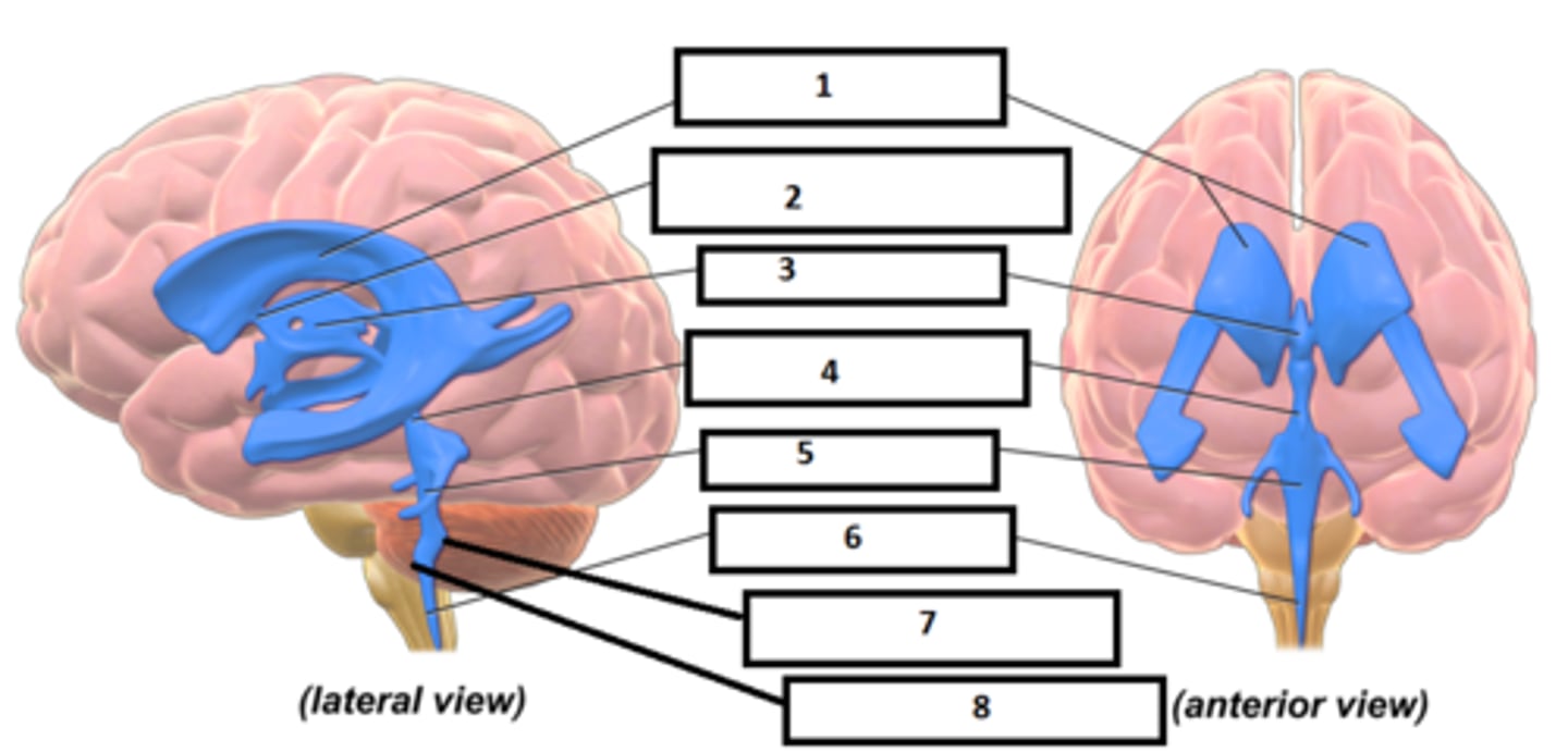 <p>Identify the structure labeled "7"</p>
