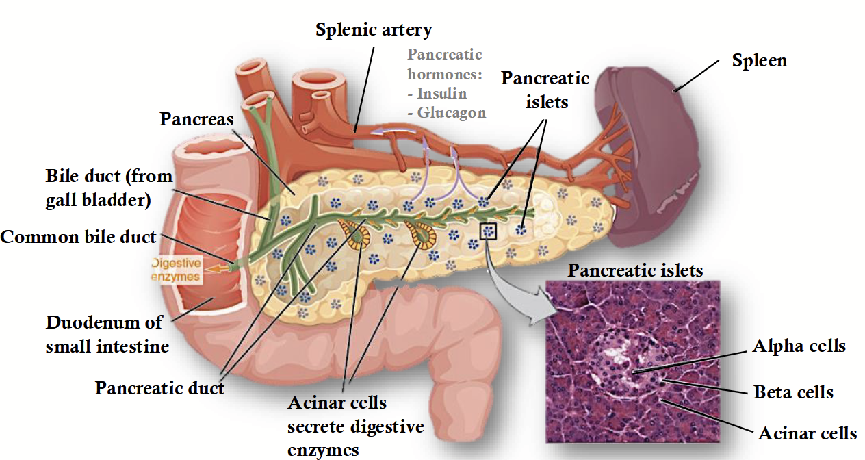 <p>Major endocrine gland that has both exocrine and endocrine functions. Its endocrine component makes up only a small percentage (1-2%) of the total volume of the organ.</p><p>Contains islets containing…</p><ul><li><p><strong>Beta cells:</strong> produce insulin.</p></li><li><p><strong>Alpha cells:</strong> produce glucagon.</p></li><li><p><strong>Delta cells:</strong> produce somatostatin.</p></li></ul><p></p>