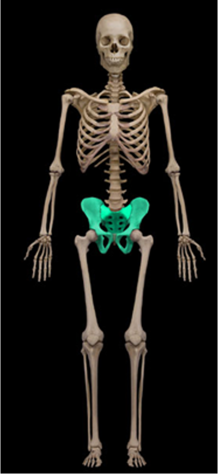 <p>pelvis</p>