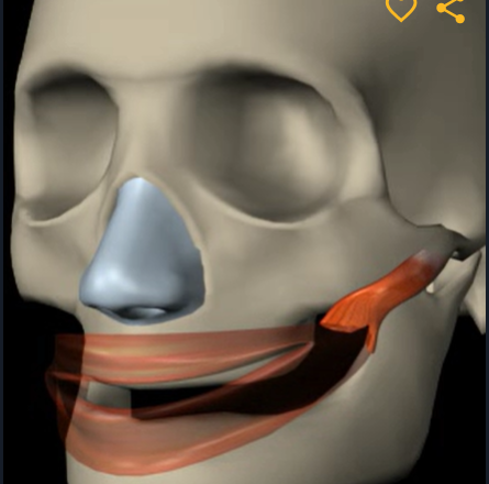 <p>Function: extends mouth corners (into a smile)</p><p>Origin: zygomatic bone</p><p>Insertion: skin at angle of mouth</p>