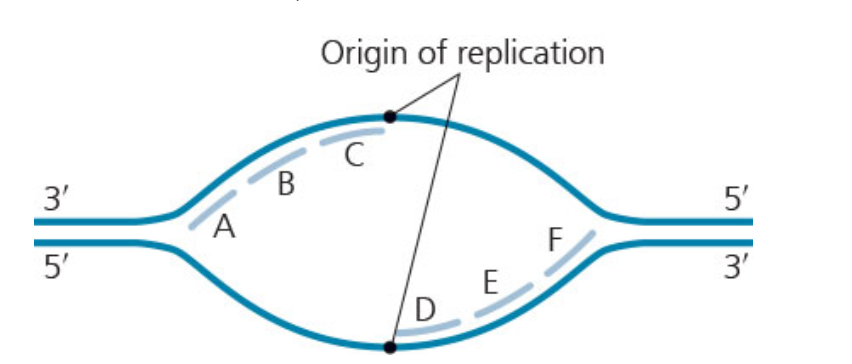 <p><span>Which of the labeled Okazaki fragments would be the first two to be synthesized? (The leading strands are nor shown)</span></p>