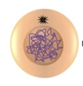 <p>What stage of mitosis is this?</p>