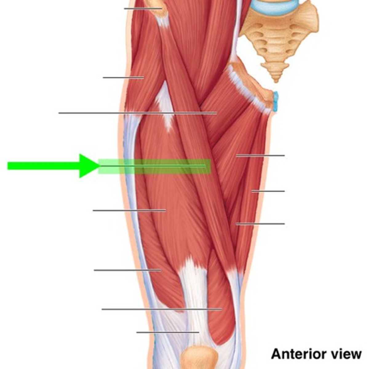 <p>What muscle is this?</p>
